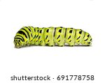 Black Swallowtail Caterpillar (Papilio polyxenes) isolated on a white background