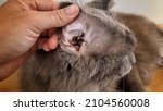 Small photo of A stray cat with infectious ear discharge