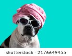 Small photo of A dog in a bath towel or a hat. Funny American stafford