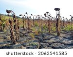 Small photo of Field of cultivation of dry sunflowers due to drought.