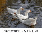 Three White Geese enjoying the water