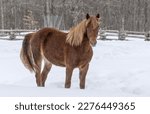Small photo of Purebred Canadian Horse Stud Colt