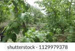Small photo of This image content the picture of trees and plant. I hereby confirm that picture has taken in the month of july 2018.