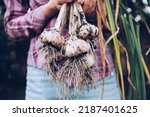 Harvesting garlic in the garden. Farmer with freshly harvested vegetables, organic farming concept.