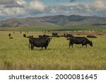 Black Angus Cattle Grazing N...