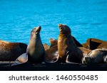 San Francisco, California. Pier 39, Fishermans/ Fisherman's Wharf. Group of California Sea Lions/Seals relaxing, sunbathing and barking on a pier by the ocean on a sunny summer day.