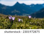 Enchanting alpine crocuses spring flowers on a mountain meadow in Tannheimer valley