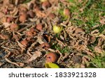 Small photo of Red Andmiral Vanessa atalanta on the rotter fruit with fallen dry leaves