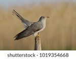 Common Cuckoo Bird Close Up