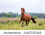 Chestnut Horse Runs Gallop On A ...