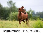 Portrait Of A Chestnut Horse In ...