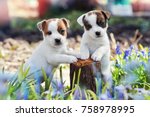 Two White Puppy Jack Russell...