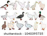 Vector  Isolated Goose  Duck ...