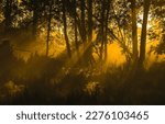 Small photo of Sunlight in a dark forest. Forest sunbeams. Sunlight with shadows in forest. Sunrays in deep forest
