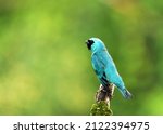Small photo of Swallow Tanager (Tersina viridis) perched on a branch side view, taken at Iguazu falls, Argentina