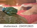 Small photo of Colorado River toad or Sonoran Desert toad. Poisonous wildlife animal.