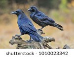 Common Raven On Old Stump. ...
