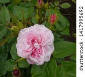 Small photo of Flowering Pink English Rosa EUSTACIA VYE Rose Bush