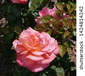 Small photo of Flowering Red Pink English Rosa troika Rose Bush