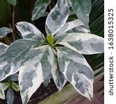 Small photo of pseuderanthemum versicolor tropical variegated rubber plant