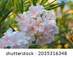 Light Pink Oleander Flowers. ...