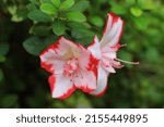 Small photo of Kitschy colour White and red azalea hybrids