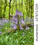 Small photo of Beech woods in the spring - bluebell closeup with blurted background