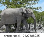 Small photo of Lone matriarch African Bush elephant Loxodonta Africana under the shade of acacia trees in Etosha National park in Namibia near Olifantsbad