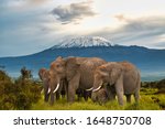 Elephants And Mount Kilimanjaro ...