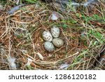 Nest and eggs of the House Sparrow (Passer domesticus).  The nest is build with nearly anything available from grass to plastic.