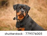 Dog Of Breed A Rottweiler On...