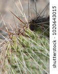 Cactus Bug On Prickly Pear Leaf