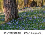 Blooming Spring Forest With Old ...