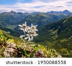 Three individuals, three very rare edelweiss mountain flower. Isolated rare and protected wild flower edelweiss flower (Leontopodium alpinum) growing in natural environment high up in the mountains.