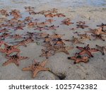 Star Fish At Bagunbanua Island  ...