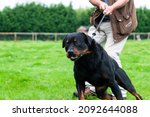 Large Rottweiler Dog Drags His...