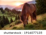 Image Of A Horse Grazing In A...
