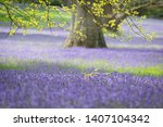 Beautiful Bluebell Woods In...
