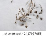 Small photo of Russian thistle (Salsola tragus) also known as tumbleweed. A prickly invasive plant in the American west sticking out of fresh snow.