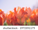 A Field Of Fiery Orange Tulips...