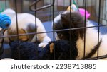 Small photo of Homeless animals sit in dog cage in shelter. Two beige pug dogs and white chihuahua dog cobby are in shelter's cage playing with plush toy and hanging toy dumbbell. Adopted puppies in cage at shelter.