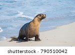 An Australian Fur Seal Basks In ...