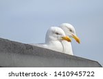 Small photo of A pair of urban living Herring Gulls, Larus argentatus, forced inland to scrounge food because of dwndling fish stocks. These two are guarding their nest on an unsuitable roof on a housing estate.