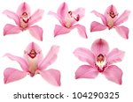 Beautiful Pink Orchid Flower On ...