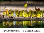 Group Of Butterflies Puddling...