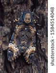 Small photo of Death's Head Hawk moth. Maharashtra, India.