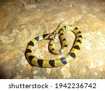 Closeup Of Common Kukri Snake ...