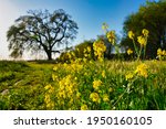 Mustard Plant In Front Of A...