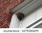 Wasp Nest In Window
