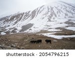 Small photo of Group of yaks in the green field in himalayas with snow mountain background in ladakh region,india. Ladakh,India. Domestic Yak with picturesque of nature in Leh Ladakh, India.